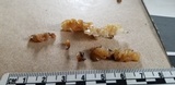 Ductifera pululahuana image