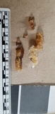 Ductifera pululahuana image