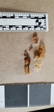 Ductifera pululahuana image