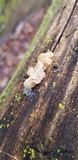 Ductifera pululahuana image