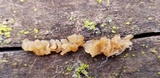 Ductifera pululahuana image
