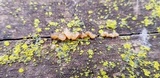 Ductifera pululahuana image
