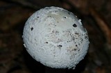 Amanita magniradix image