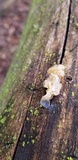 Ductifera pululahuana image
