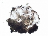Rinodina oxydata image