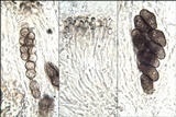 Rinodina oxydata image