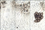 Rinodina oxydata image