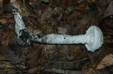 Amanita magniradix image