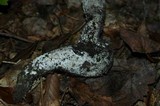 Amanita magniradix image