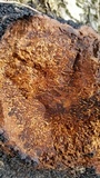 Inonotus obliquus image
