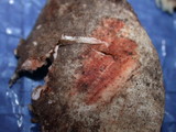 Russula nigricans image