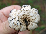 Lentinus tigrinus image