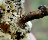 Lentinus tigrinus image