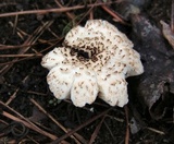 Lentinus tigrinus image