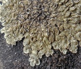 Lecanora muralis image