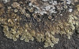 Lecanora muralis image