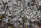 Physcia phaea image