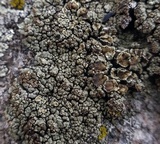 Lecanora opiniconensis image