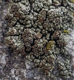 Lecanora opiniconensis image