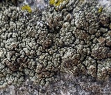Lecanora opiniconensis image