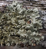 Flavopunctelia soredica image