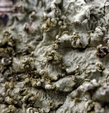 Flavopunctelia soredica image