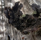 Flavopunctelia soredica image