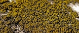 Candelariella vitellina image