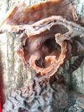 Gyromitra infula image