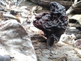 Gyromitra infula image