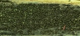 Anteaglonium globosum image