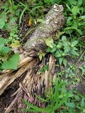 Anteaglonium globosum image