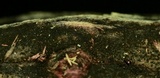 Anteaglonium globosum image