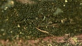 Anteaglonium globosum image