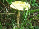 Amanita amerimuscaria image