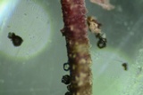 Anteaglonium globosum image