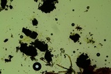 Anteaglonium globosum image