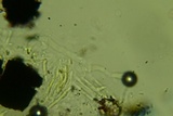 Anteaglonium globosum image