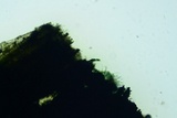 Anteaglonium globosum image