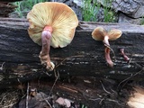 Gymnopilus thiersii image