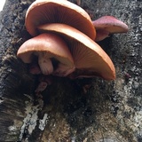 Gymnopilus thiersii image
