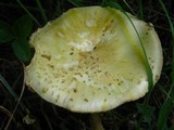 Amanita amerimuscaria image