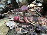 Gymnopilus thiersii image