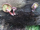 Gymnopilus thiersii image