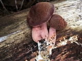 Gymnopilus thiersii image