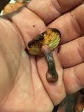 Gymnopilus thiersii image