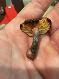 Gymnopilus thiersii image