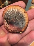 Gymnopilus thiersii image