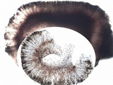 Bilimbia sabuletorum image