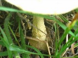 Amanita amerimuscaria image